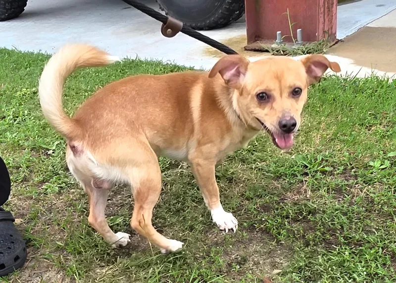 A young small-sized male Chihuahua dog named Stephen for adoption in Bishopville, SC
