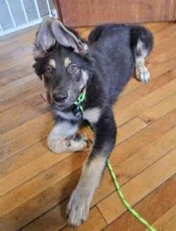 A baby large-sized male Bicolor Shepherd dog named Bacon for adoption in Sudbury, MA