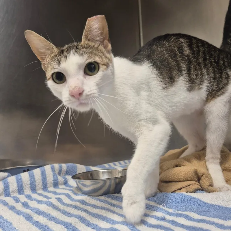 A young medium-sized female Brown / Chocolate Domestic Short Hair cat named Cubby for adoption in Newark, NJ