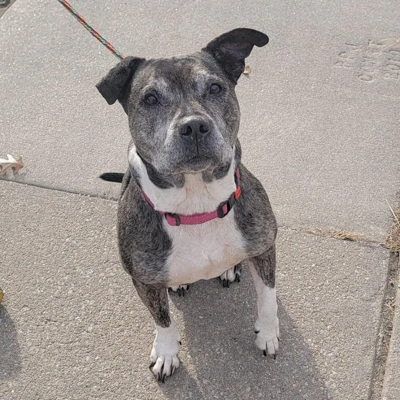 Princesa thumbnail 3