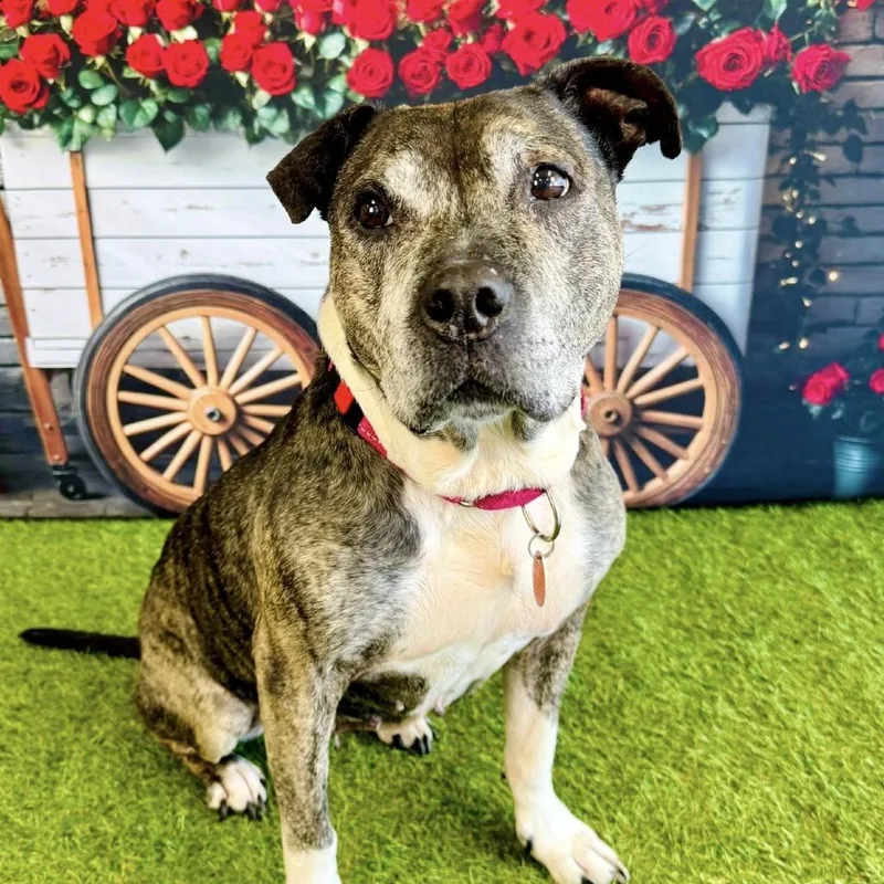 Princesa thumbnail 4