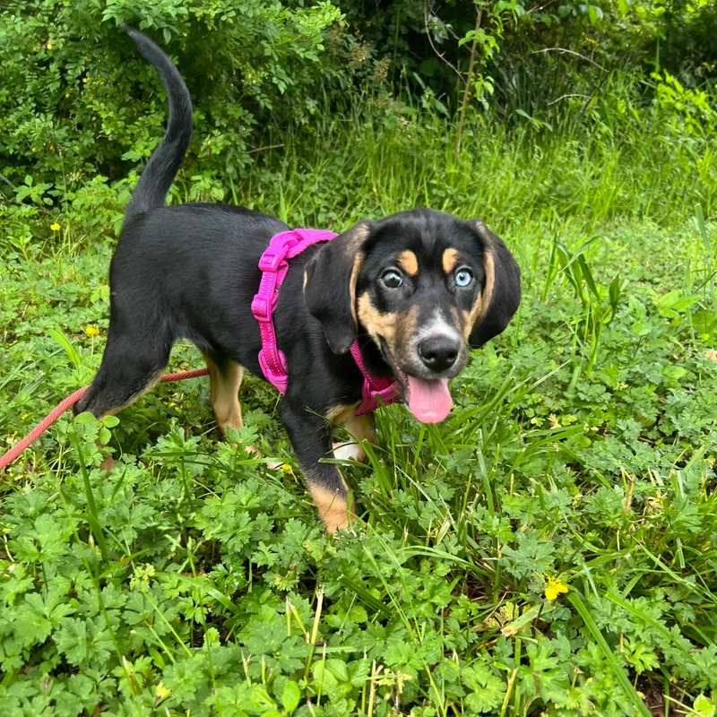 A baby medium-sized female Black Mixed Breed dog named Honky Tonk Badonkadonk for adoption in Waynesville, NC