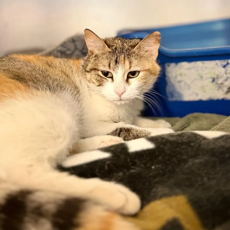 A young medium-sized female Domestic Short Hair cat named Bebe for adoption in Portage, MI