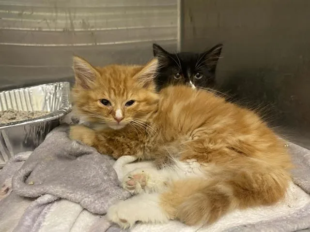 A baby small-sized female Domestic Long Hair cat named Rose for adoption in Tustin, CA