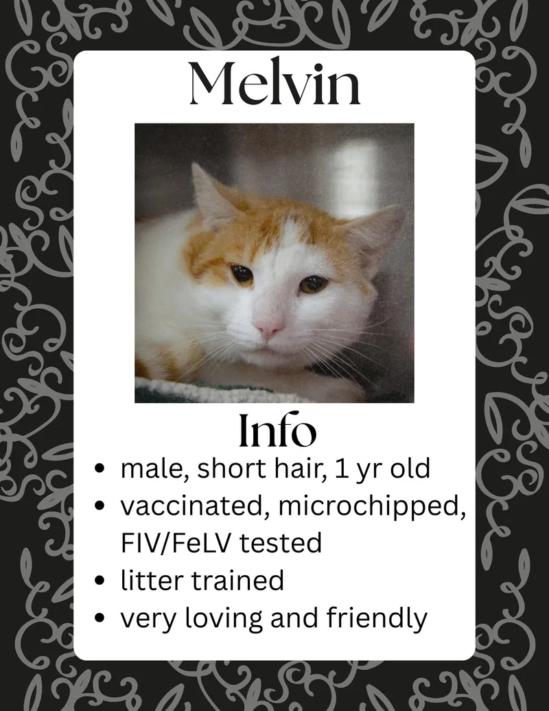 An adult large-sized male Orange & White Domestic Short Hair cat named Melvin for adoption in Greensburg, IN