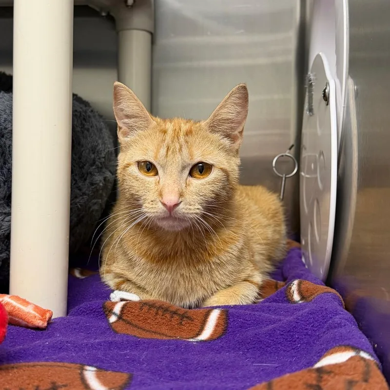 An adult small-sized female Orange / Red Domestic Short Hair cat named Alba for adoption in Detroit Lakes, MN