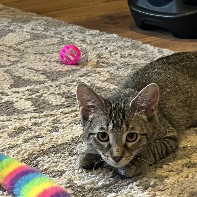 A baby medium-sized female Tabby (Gray / Blue / Silver) Domestic Short Hair cat named Baby Willow for adoption in Louisville, KY