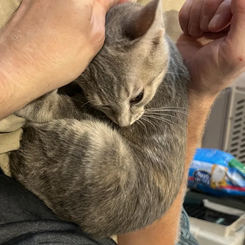 Baby Willow thumbnail 3
