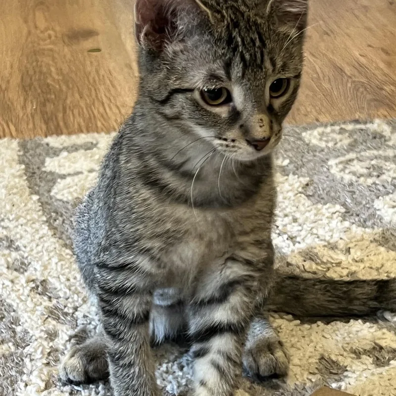 Baby Willow thumbnail 4