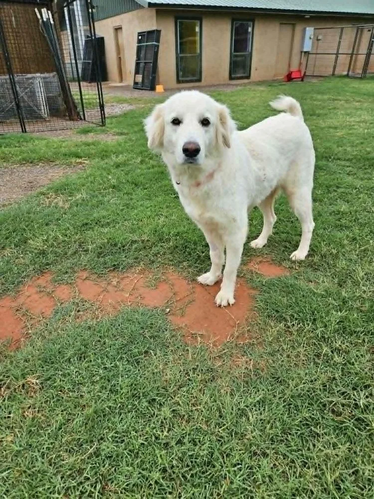 Suki