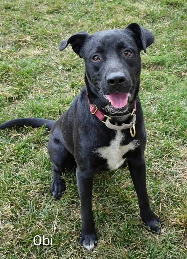 Obi A 💜 thumbnail 2