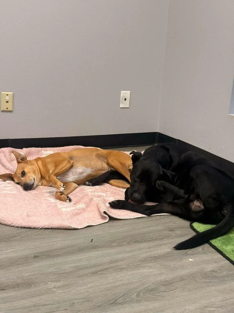 Obi A 💜 thumbnail 5