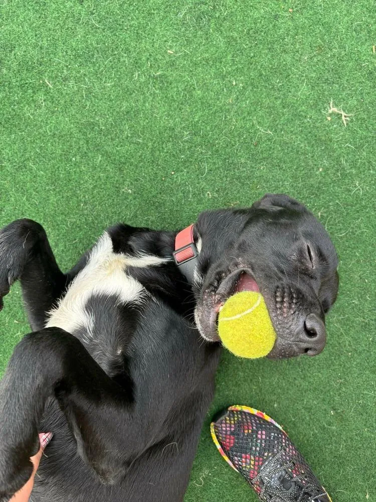 Obi A 💜 thumbnail 6