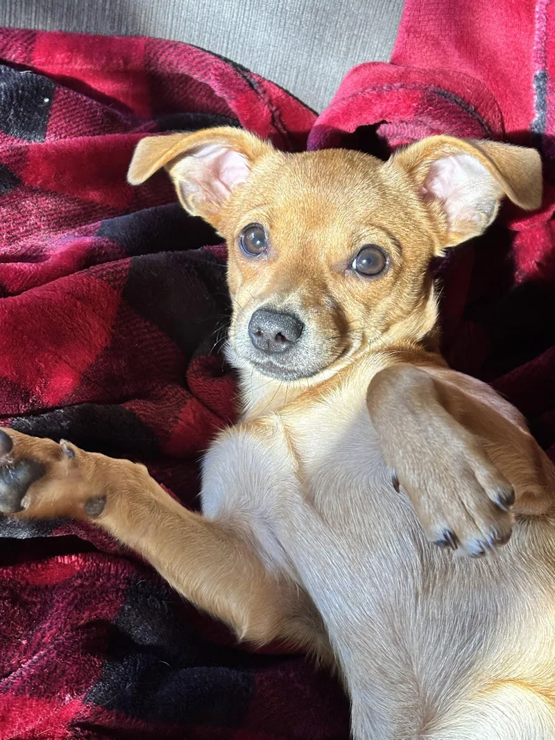 A baby small-sized female Chihuahua dog named Pumpkin for adoption in Seattle, WA