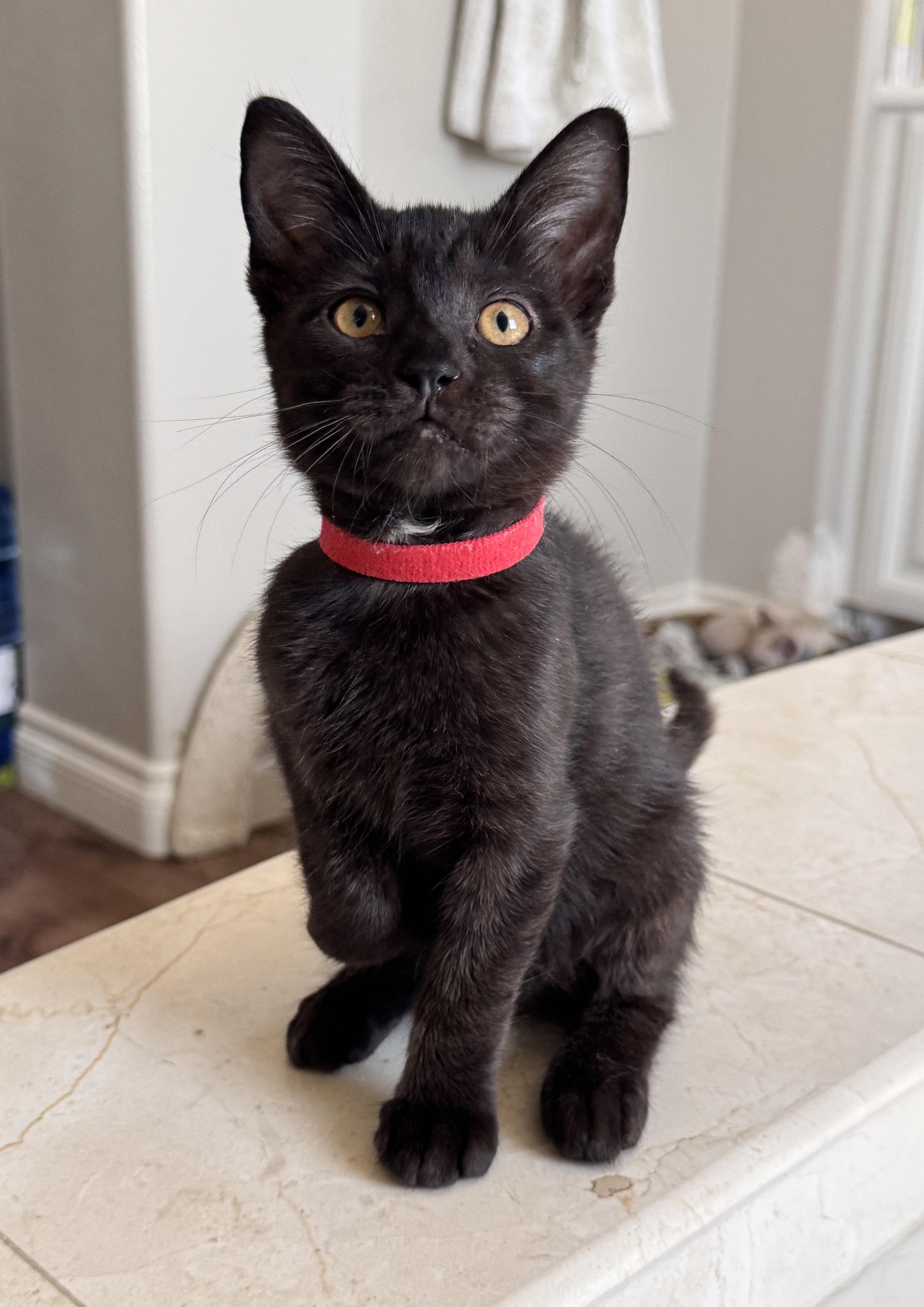 A baby small-sized female Black American Shorthair cat named Aurora and Lilo for adoption in Laguna Beach, CA