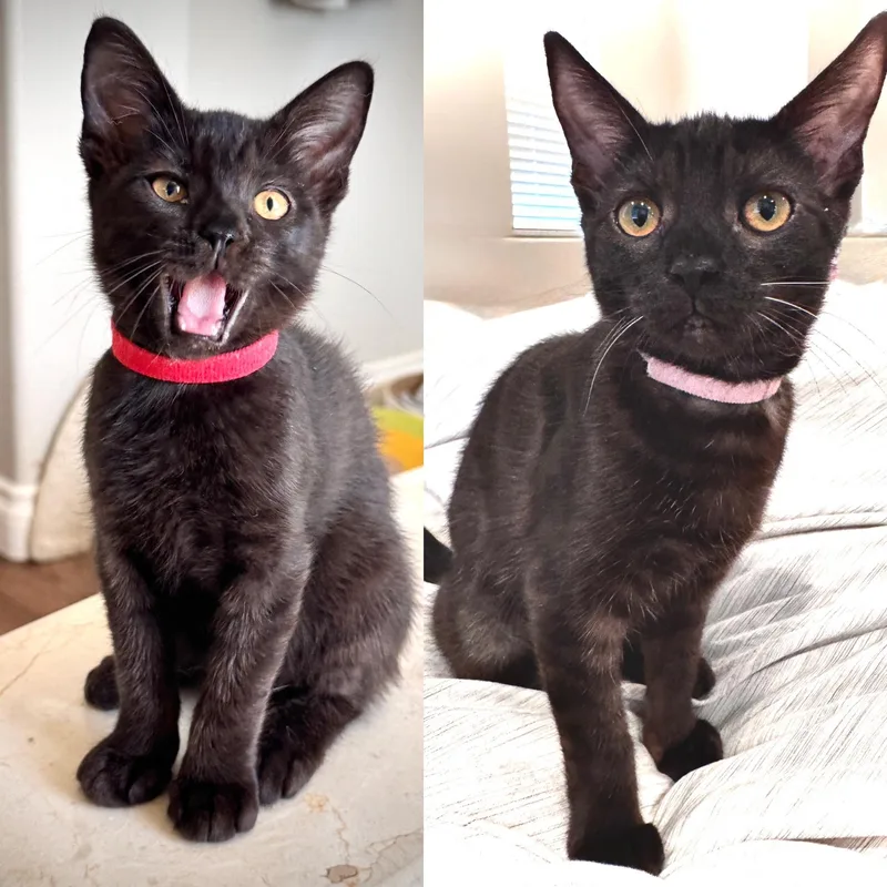 Aurora and Lilo thumbnail 3