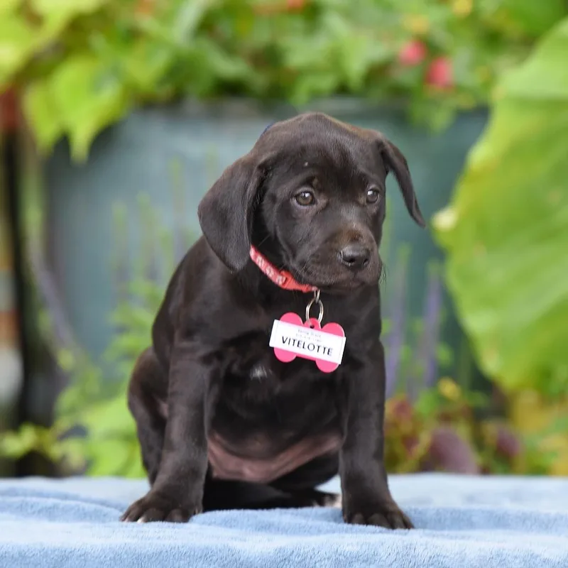 A baby small-sized female Black Labrador Retriever dog named Vitelotte for adoption in Wake Forest, NC