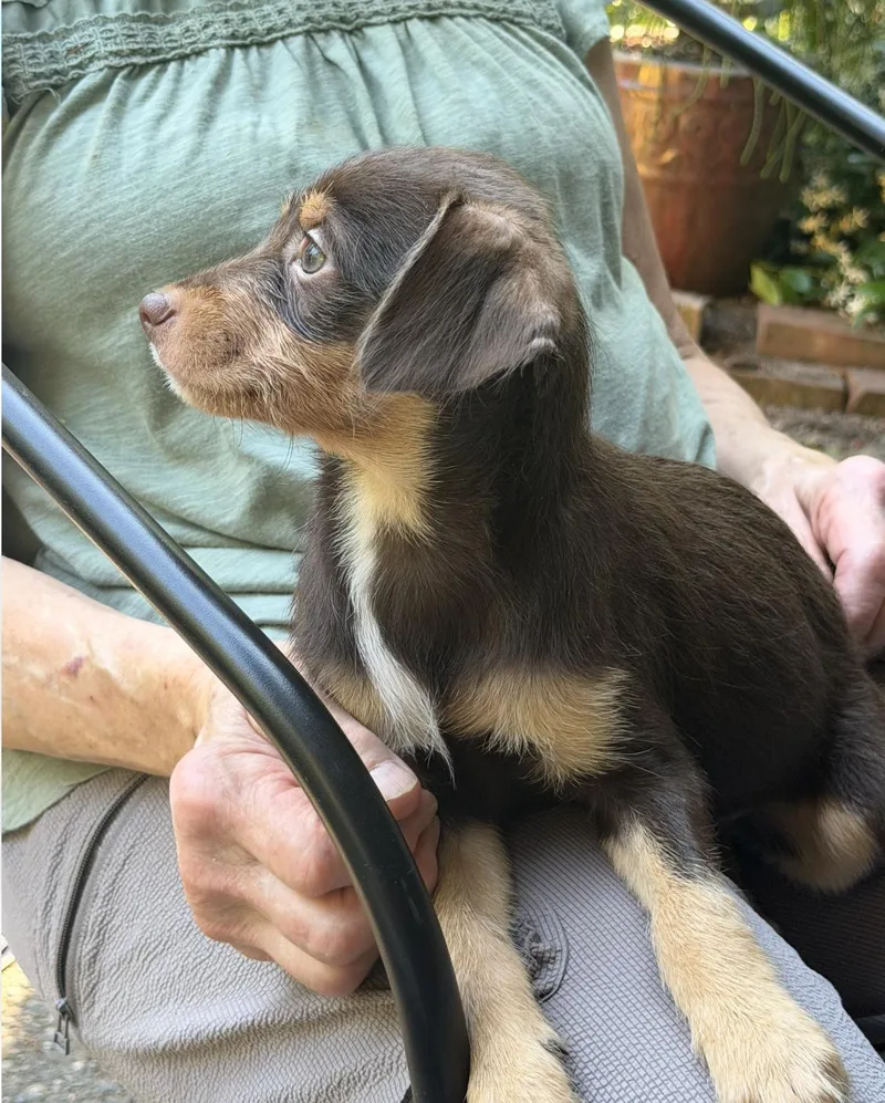 A baby small-sized female Bicolor Chihuahua dog named Maple Willow for adoption in Puyallup, WA