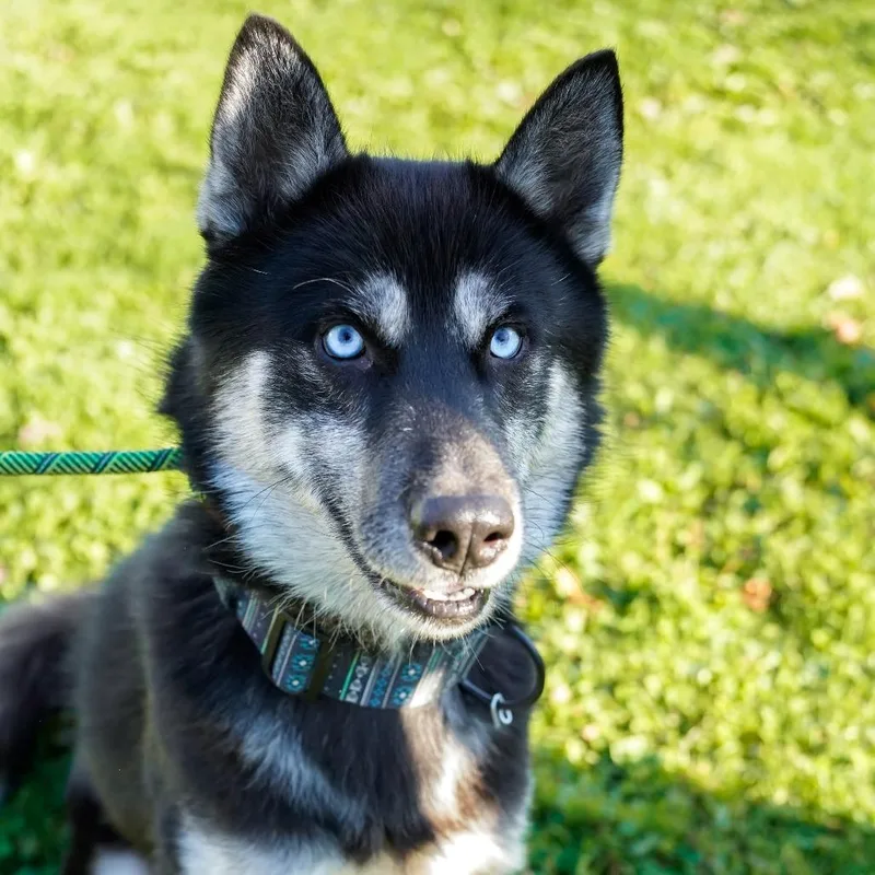An adult small-sized male Black Husky dog named Togo for adoption in Thomaston, ME