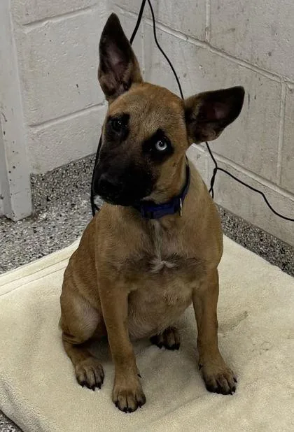 A baby medium-sized female Brown / Chocolate Mixed Breed dog named Lapis for adoption in Kansas City, MO