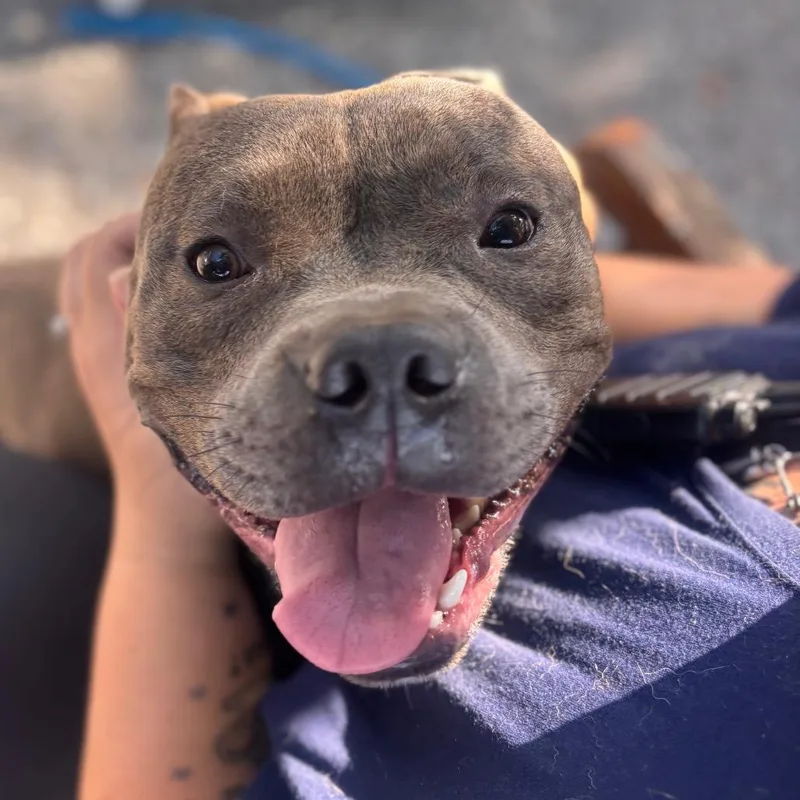 A young medium-sized male Gray / Blue / Silver American Bulldog dog named Subwoofer for adoption in York, PA