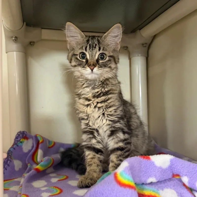 A baby small-sized female Brown / Chocolate Domestic Medium Hair cat named Meowtini for adoption in Spanish Fork, UT