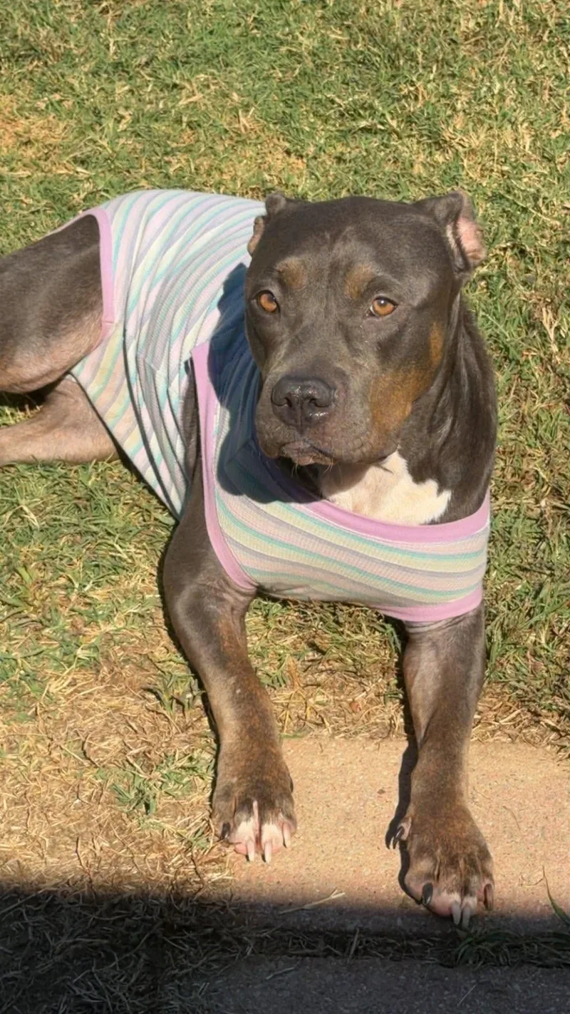 An adult medium-sized female Pit Bull Terrier dog named Gretchen for adoption in Germantown, OH