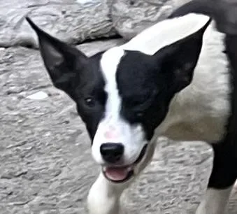 A baby small-sized female Mixed Breed dog named Dandelion for adoption in Dallas, TX
