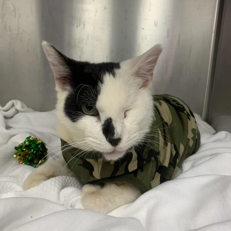 An adult medium-sized male White Domestic Short Hair cat named Armstrong for adoption in Kanab, UT