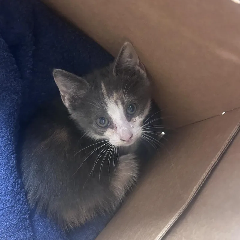 A baby small-sized female Gray / Blue / Silver Domestic Short Hair cat named Fairy for adoption in Philadelphia, PA