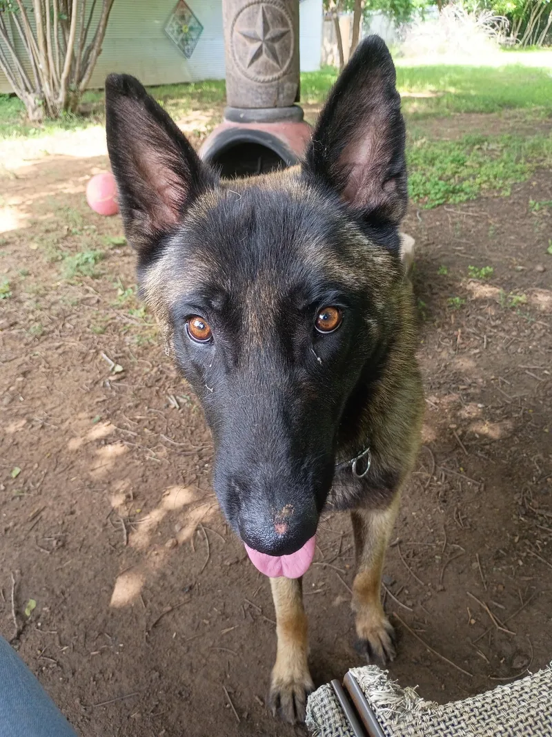 A baby large-sized male Bicolor Belgian Shepherd / Malinois dog named Maxwell for adoption in Garland, TX