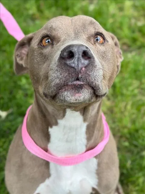 A senior large-sized female Pit Bull Terrier dog named Mimi for adoption in Woodland, CA