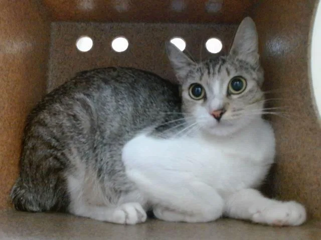 A young small-sized female Domestic Short Hair cat named Samantha for adoption in Orlando, FL