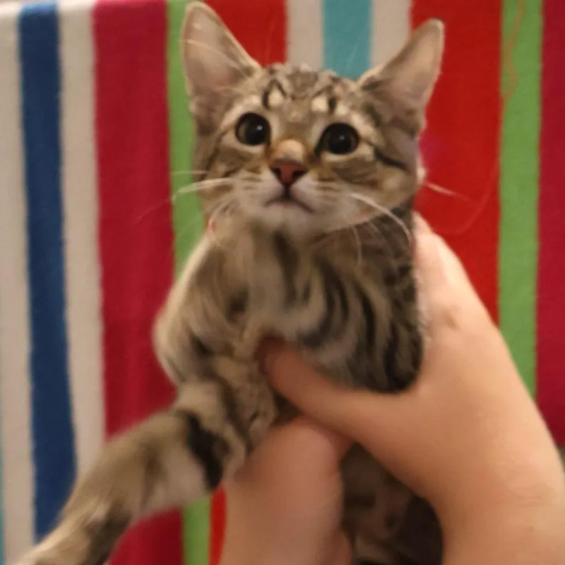 A baby small-sized female Brown / Chocolate Domestic Short Hair cat named Hannah for adoption in Saint Charles, MO