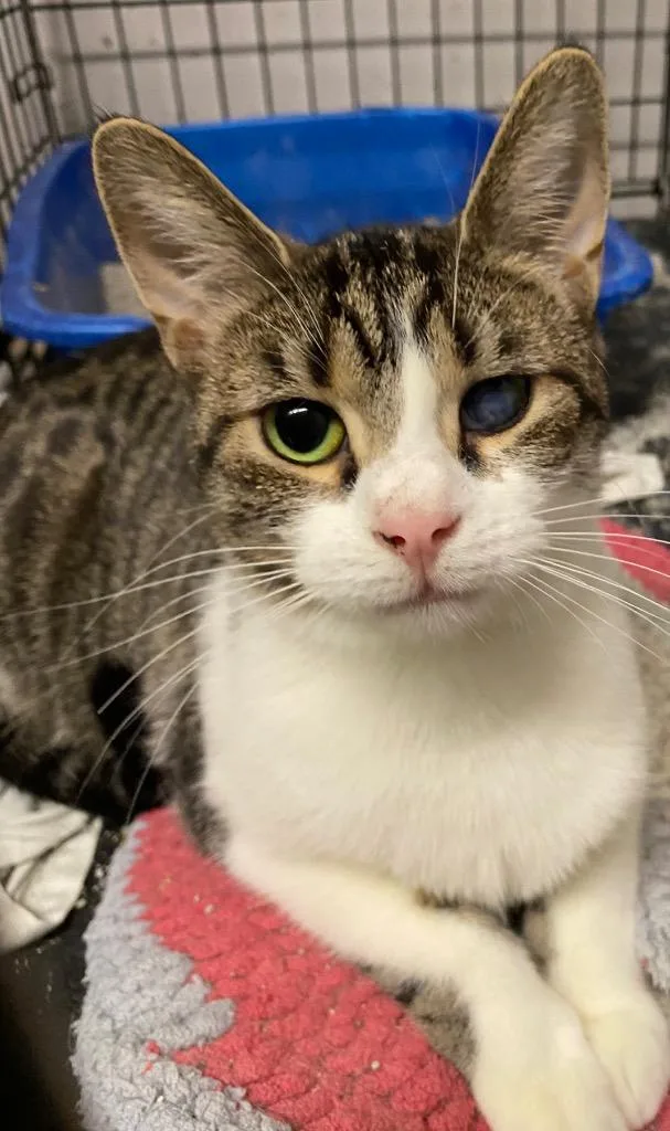 Little Debbie thumbnail 2