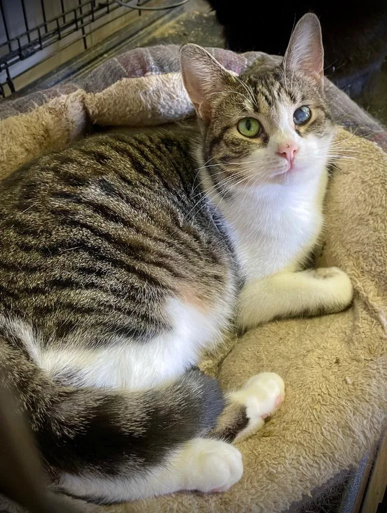 Little Debbie thumbnail 3