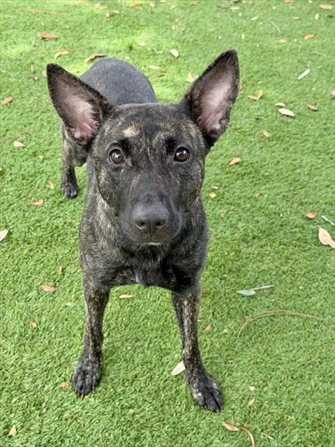 An adult large-sized female Terrier dog named Judy for adoption in Fort Myers, FL
