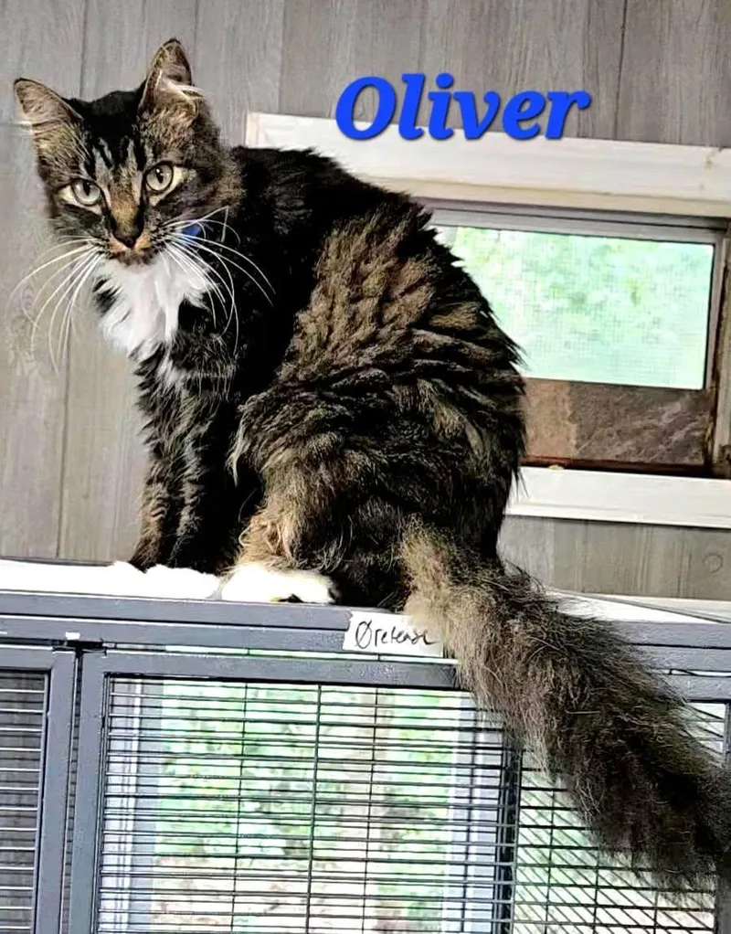 Oliver thumbnail 2