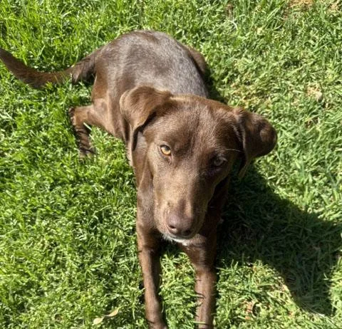 A young medium-sized female Brown / Chocolate Labrador Retriever dog named Scout for adoption in Concord, CA