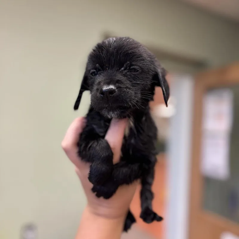 A baby medium-sized male Black Beagle dog named Porky for adoption in Springboro, OH