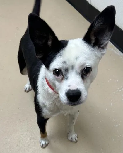 An adult medium-sized male Cattle Dog dog named Axel for adoption in Phoenix, AZ