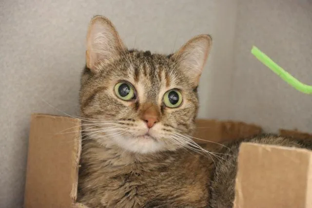 A young small-sized female Domestic Short Hair cat named Story for adoption in Tucson, AZ