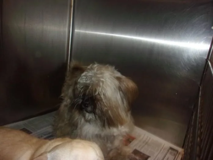 A young small-sized male Silky Terrier dog named Rio for adoption in Van Nuys, CA