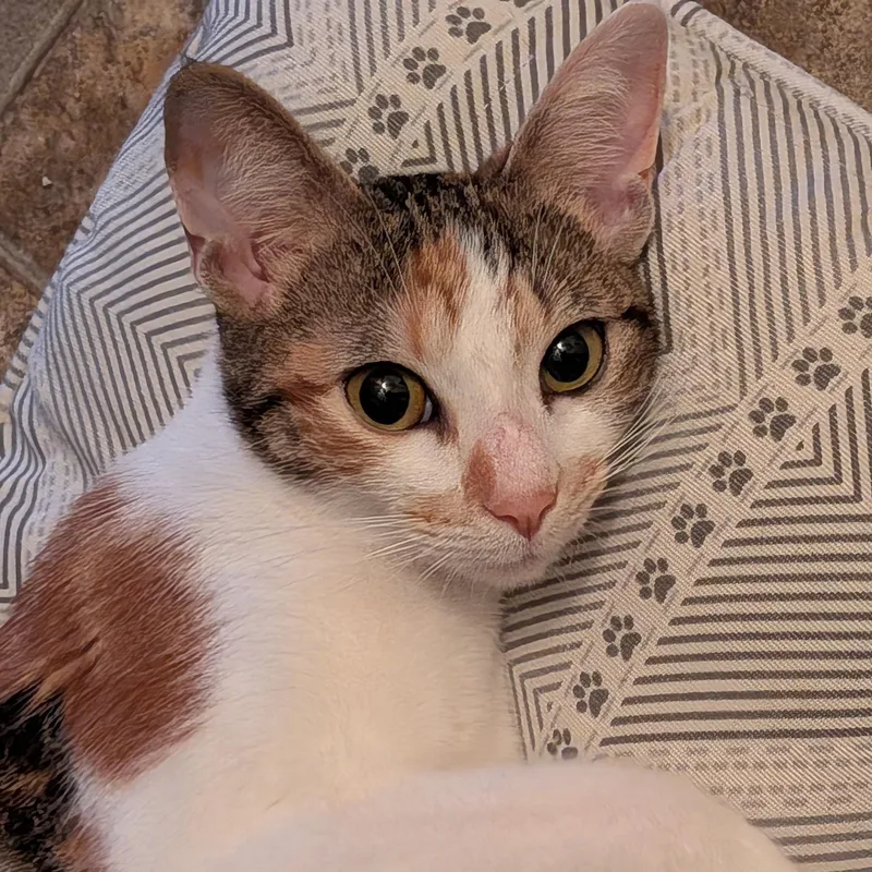 An adult medium-sized female Calico Domestic Short Hair cat named Hedy for adoption in Irvine, CA