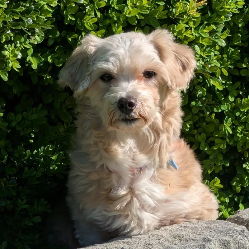 An adult small-sized female White / Cream Poodle dog named Madison for adoption in Rockville, MD