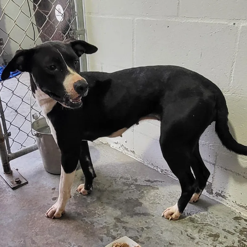 An adult medium-sized female Black Mixed Breed dog named Little girl for adoption in Lake Panasoffkee, FL