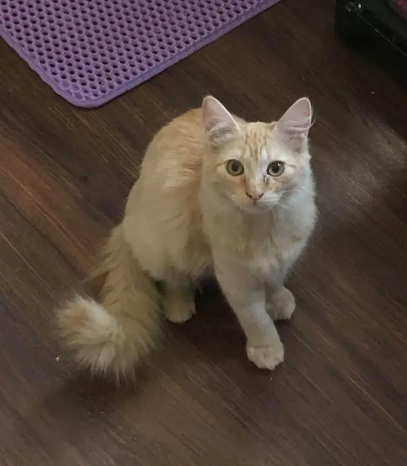 A baby medium-sized female Domestic Medium Hair cat named Roz for adoption in Reno, NV