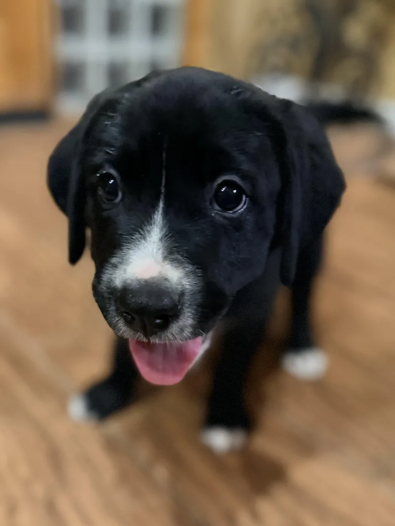 A baby large-sized female Black Labrador Retriever dog named Ivy for adoption in Gilbert, AZ