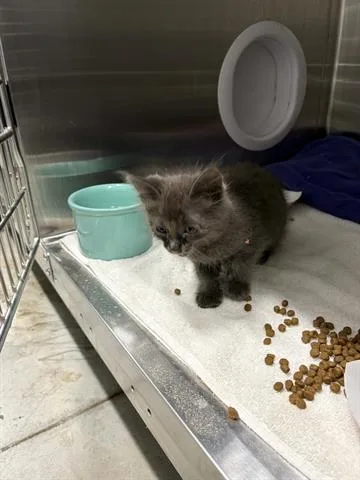 A baby small-sized male Domestic Short Hair cat named A for adoption in San Martin, CA