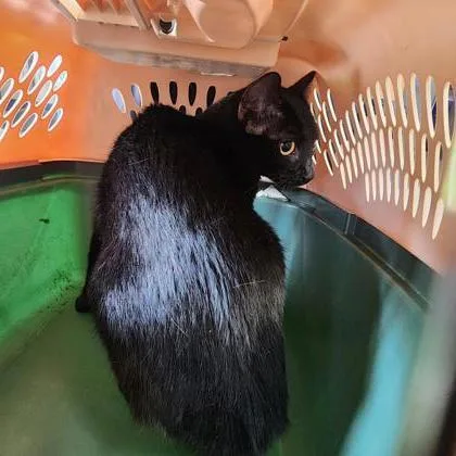 A young medium-sized female Domestic Short Hair cat named Midnight for adoption in Verona, WI